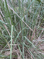 Austrostipa mollis