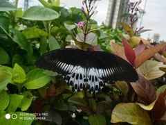Papilio polymnestor