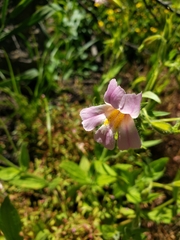 Erythranthe erubescens
