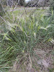 Austrostipa mollis