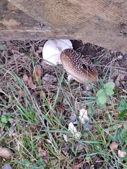 Amanita pantherina