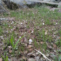 Acis autumnalis