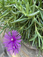 Delosperma