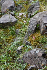 Valeriana capitata