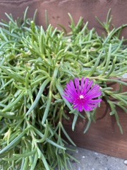 Delosperma