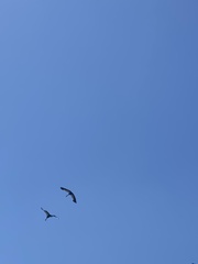 Balearica regulorum