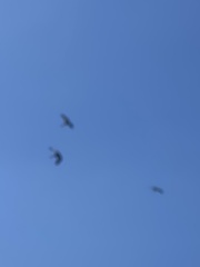 Balearica regulorum
