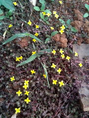 Portulaca quadrifida