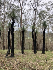 Xanthorrhoea johnsonii