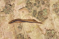 Australopacifica regina