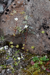 Saxifraga cernua