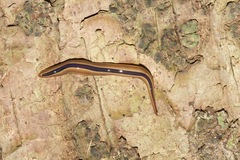 Australopacifica regina