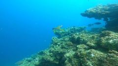 Mulloidichthys vanicolensis