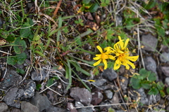 Crepis chrysantha