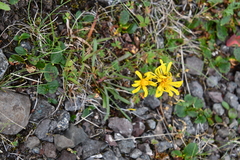 Crepis chrysantha