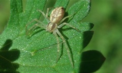 Philodromus albidus