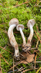 Agaricineae