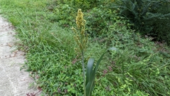 Sorghum bicolor