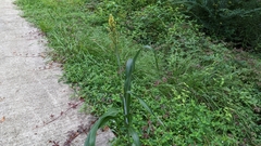 Sorghum bicolor