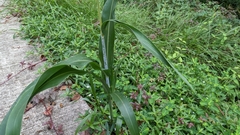 Sorghum bicolor