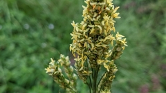 Sorghum bicolor