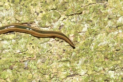 Australopacifica regina