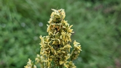 Sorghum bicolor