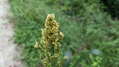 Sorghum bicolor