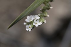 Heliotropium dolosum