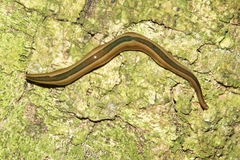 Australopacifica regina