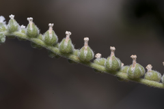 Heliotropium dolosum