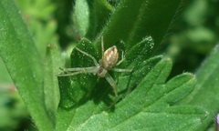 Philodromus albidus