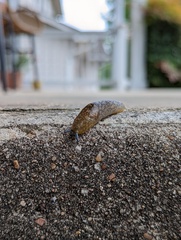 Limacus