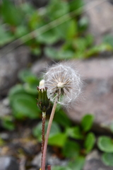 Taraxacum macilentum