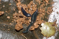 Kontikia ventrolineata