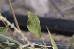 Heliotropium dolosum