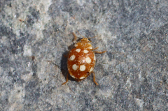 Vibidia duodecimguttata