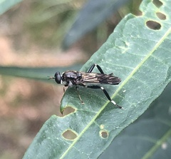 Exaireta spinigera