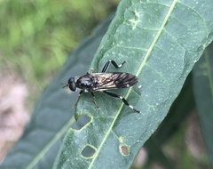 Exaireta spinigera