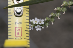 Heliotropium dolosum