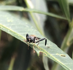 Exaireta spinigera