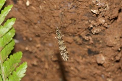Discobola australis