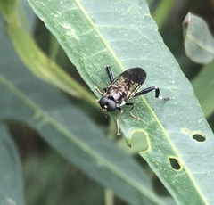 Exaireta spinigera