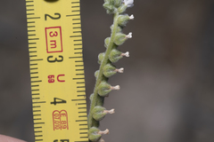 Heliotropium dolosum