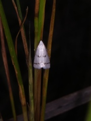 Leptosteges vestaliella