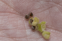 Heliotropium dolosum