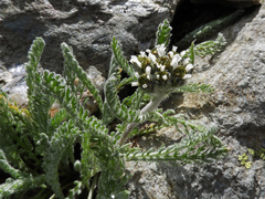 Achillea nana