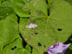 Glyphodes onychinalis