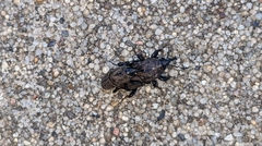 Sphenophorus
