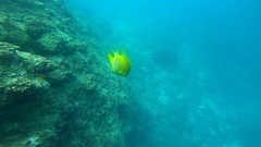 Amblyglyphidodon aureus